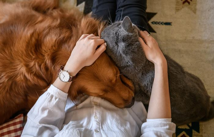 Consultas, pensión y vacunación, esto y más cubren los seguros para mascotas