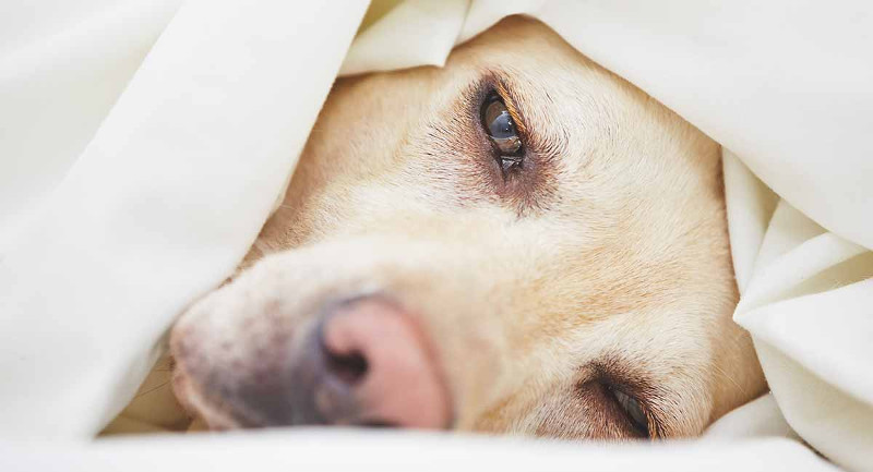 Consejos básicos para cuando tu perro se enferma