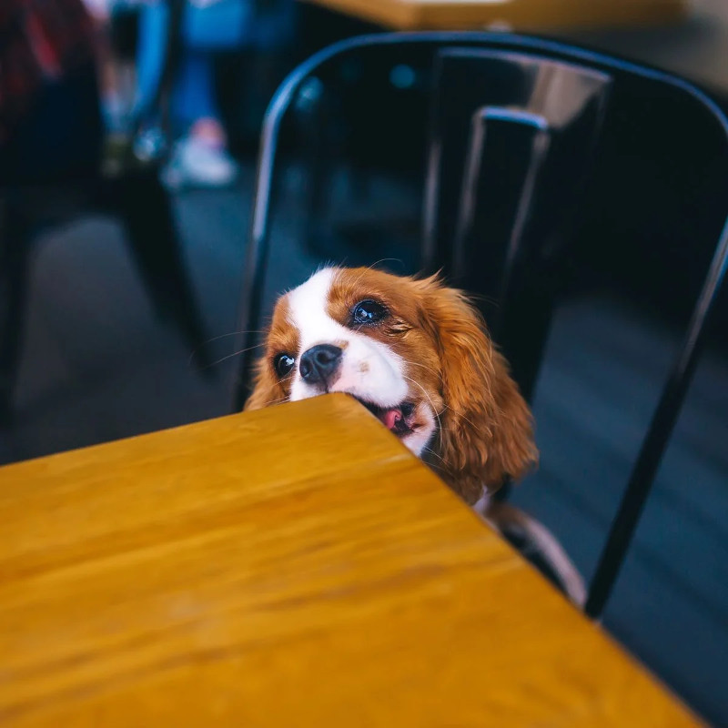 Mordisqueo compulsivo, un problema canino con varias explicaciones