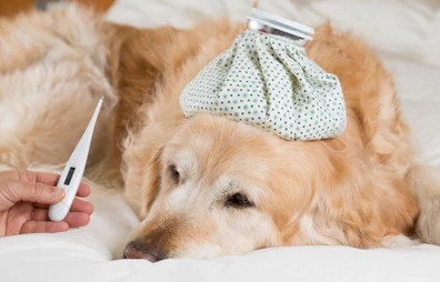 La fiebre, un síntoma que también se presenta en perros