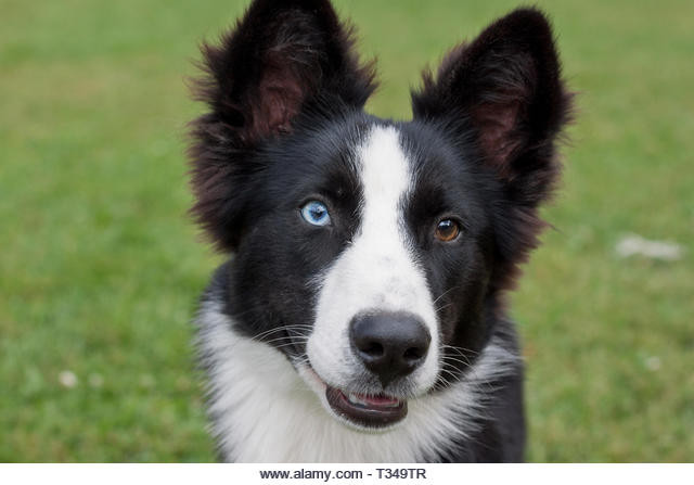 Las increíbles características del color de los ojos caninos