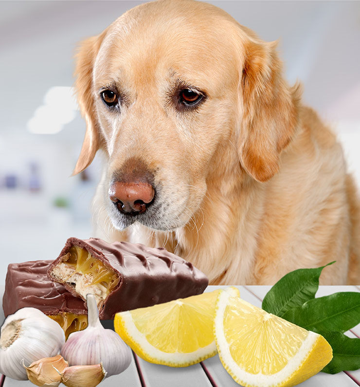 Algunos alimentos tóxicos para perros, e incluso mortales. ¡Mucho ojo!