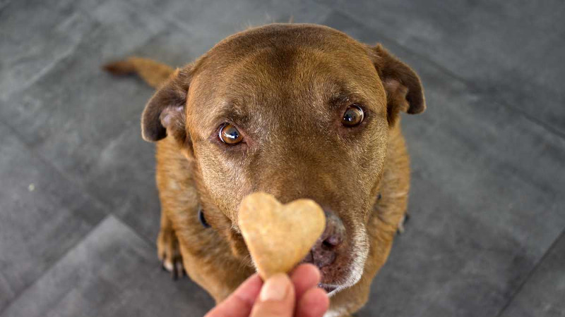 Premios para los perros, cómo elegirlos y conservarlos