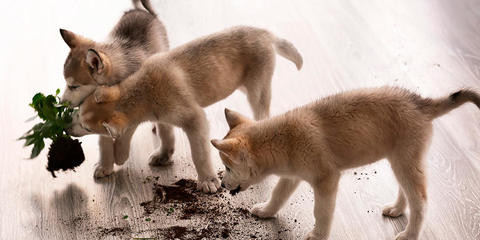 ¿Tu perro come tierra? Puede haber varias explicaciones, hablemos de algunas