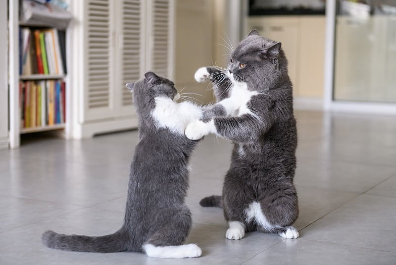 La convivencia entre gatos es posible, con las medidas adecuadas