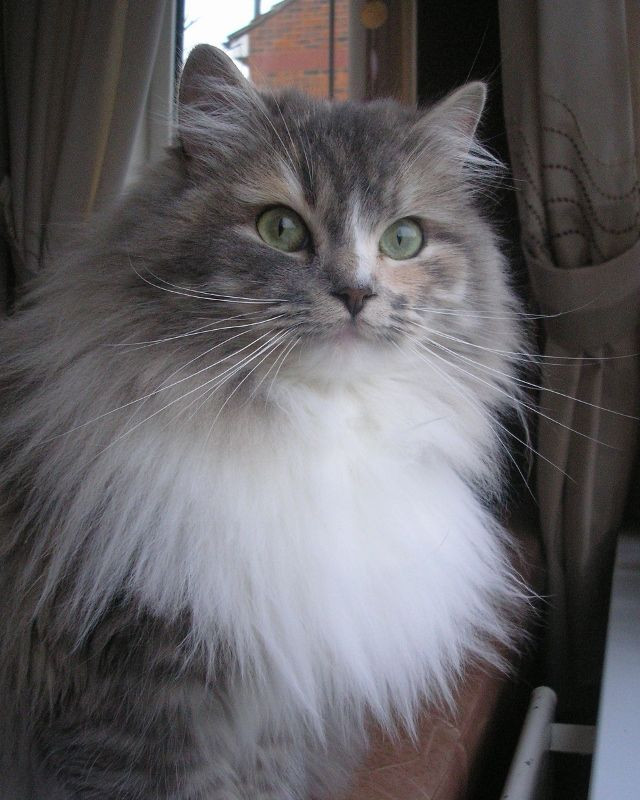 ¿Buscas un felino peludo y sociable? El ragamuffin es para ti