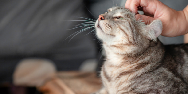 El gato, la mascota ideal según el feng shui