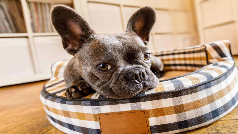 ¿Tu mascota es feliz en casa?