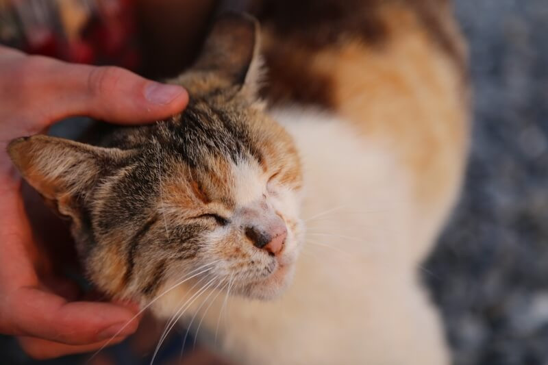 ¿Tu mascota es feliz en casa?