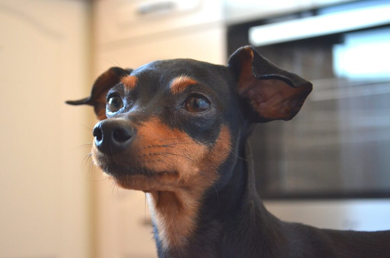 El pinscher miniatura, el pequeño y valiente perro alemán