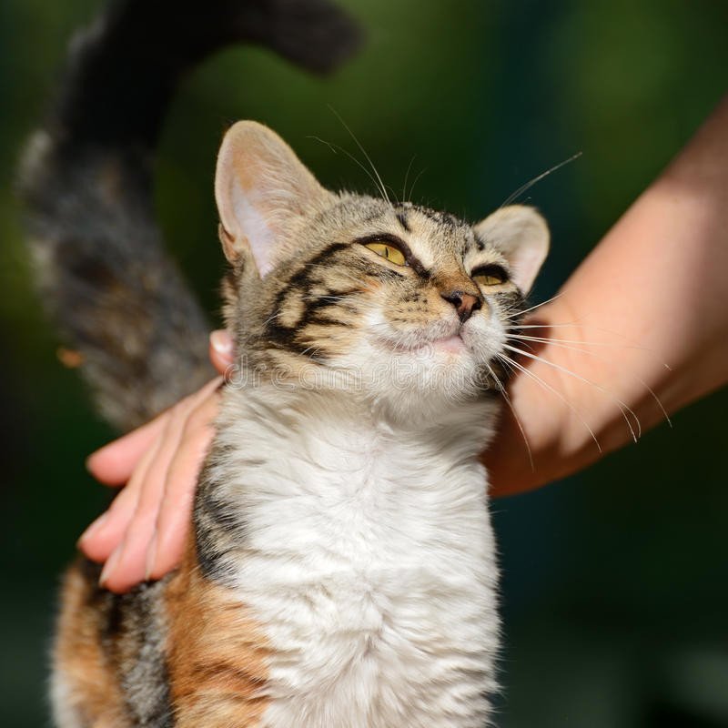 Aprende a acariciar a tu gato sin llevarte un zarpazo en el intento