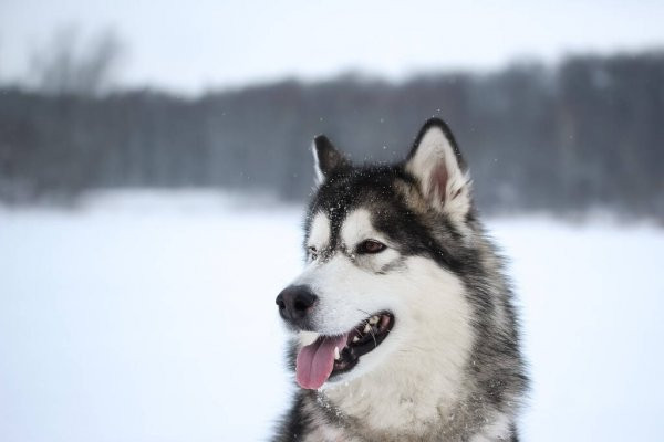 Acompáñanos a conocer los distintos tipos de husky