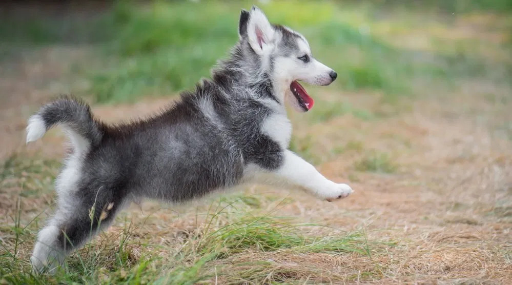 Acompáñanos a conocer los distintos tipos de husky