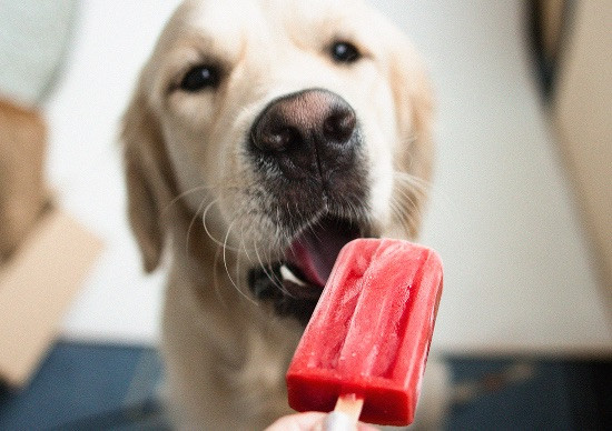Prepara un delicioso helado para tu perro en este verano