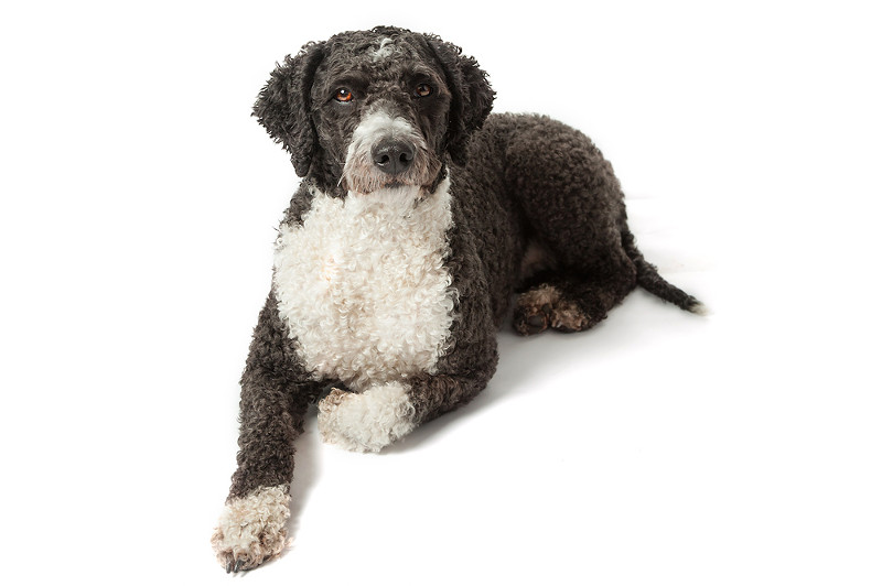 El perro de agua, una mascota que viene en muchas presentaciones, todas ellas especiales