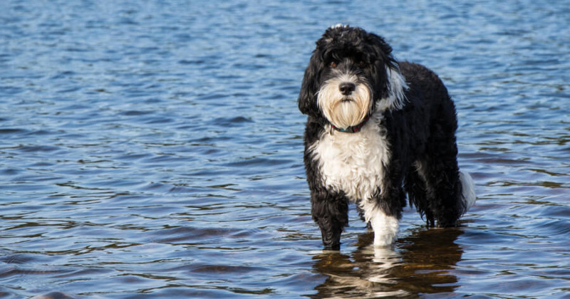 El perro de agua, una mascota que viene en muchas presentaciones, todas ellas especiales