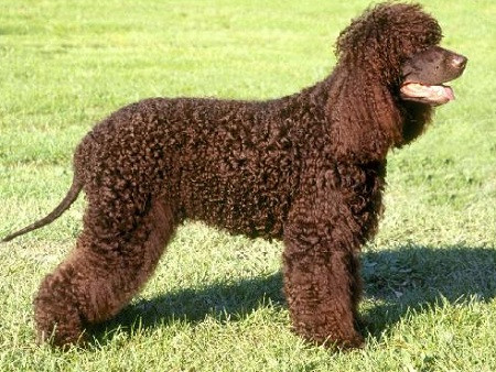 El perro de agua, una mascota que viene en muchas presentaciones, todas ellas especiales