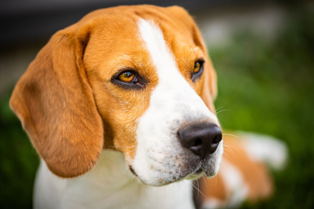 Perros protectores ideales para niños, hablemos un poco de ellos