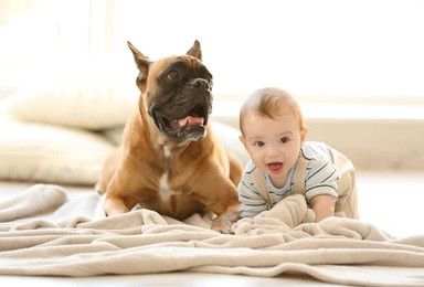 Perros protectores ideales para niños, hablemos un poco de ellos