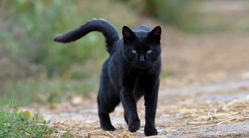 La cola, el instrumento de tu gato para comunicar su ánimo