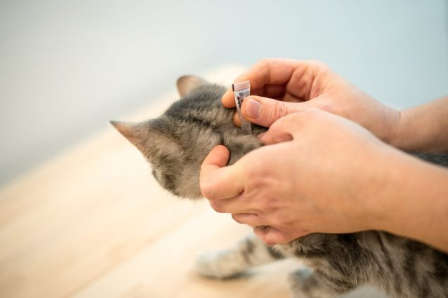 Reconoce rápidamente si tu gato tiene garrapatas con estos consejos