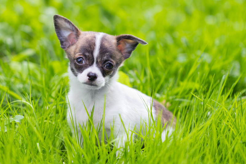Conoce al chihuahua, uno de los perros más antiguos en México
