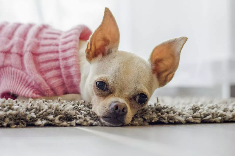 Conoce al chihuahua, uno de los perros más antiguos en México