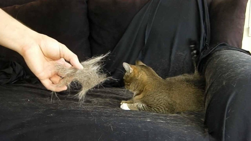 Deshazte del pelo de gato en la ropa y los muebles con estos consejos