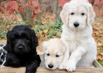 Estos perros son ideales para los adultos mayores