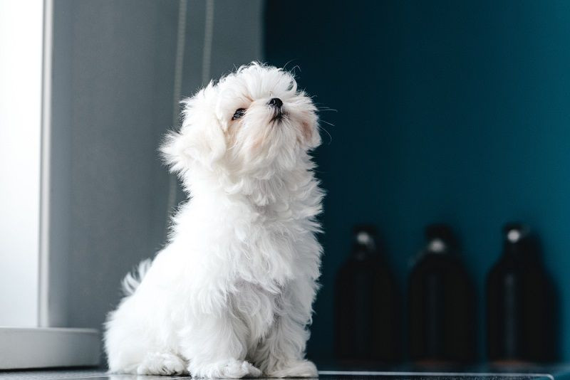 Estos perros son ideales para los adultos mayores