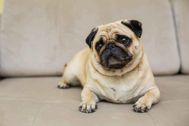 Estos perros son ideales para los adultos mayores