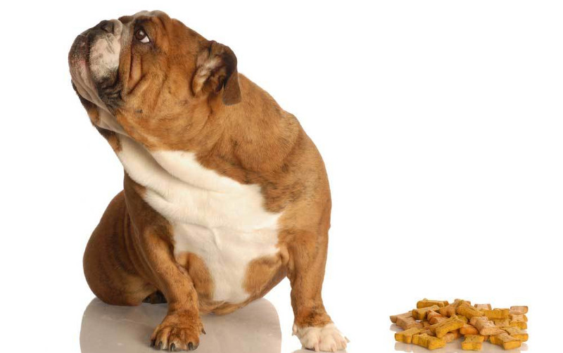 ¿Tu perro no come sus croquetas? Quizá hay malos hábitos que debes comenzar a evitar