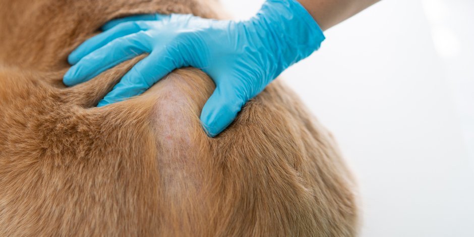 Resequedad en la piel, una condición que también afecta a perros