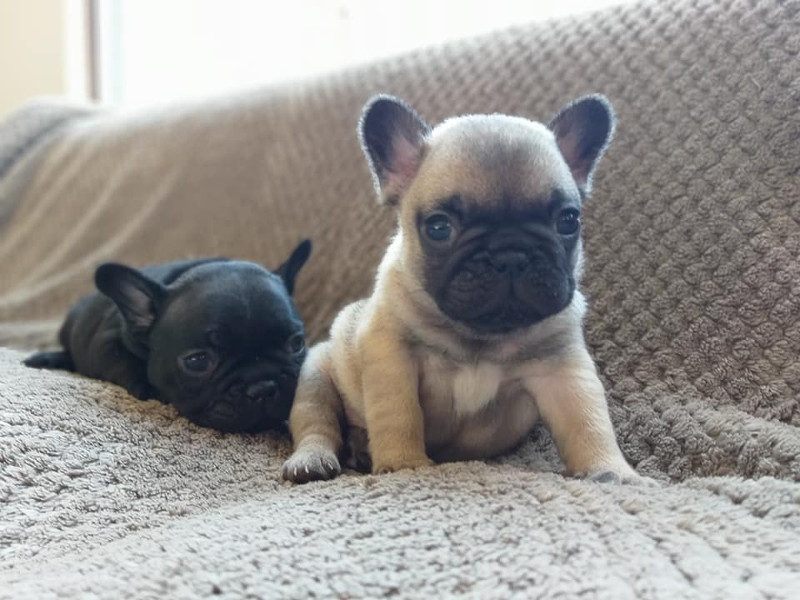 Hablemos sobre los cuidados básicos del perro cachorro