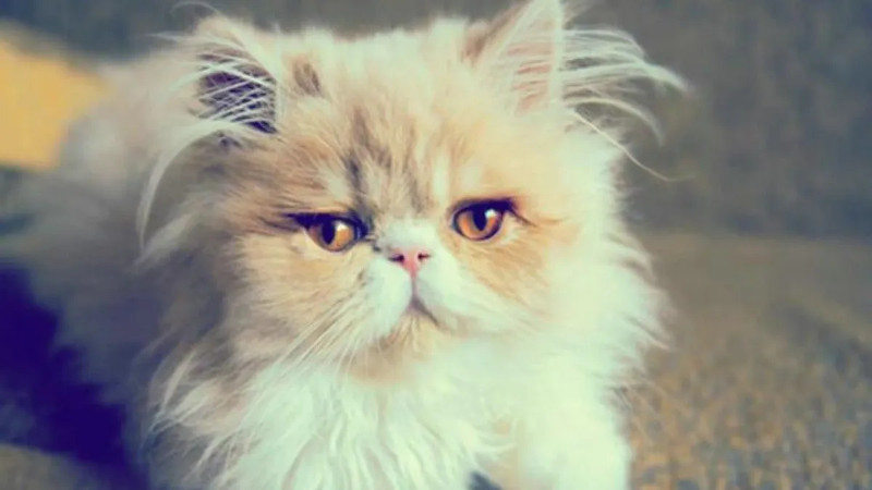 El gato persa, el felino más glamoroso