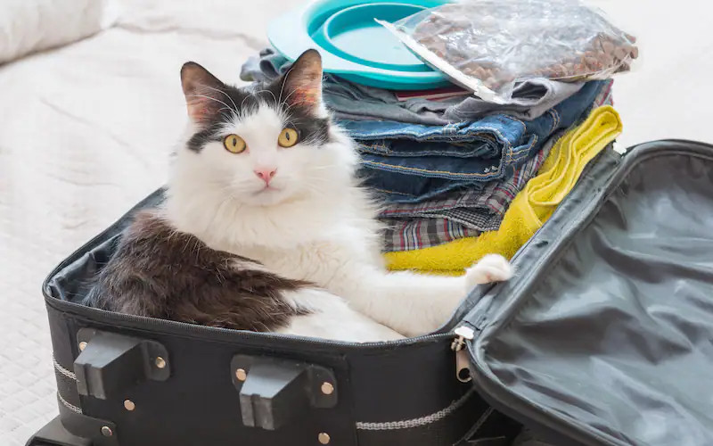 Te damos algunos consejos básicos para viajar con tu gato