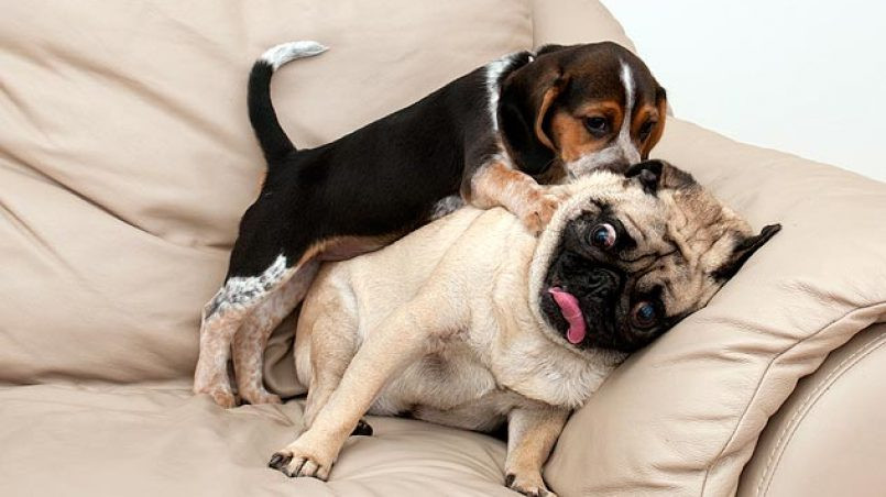 ¿Tu perro monta todo sin razón aparente? Te decimos por qué lo hace