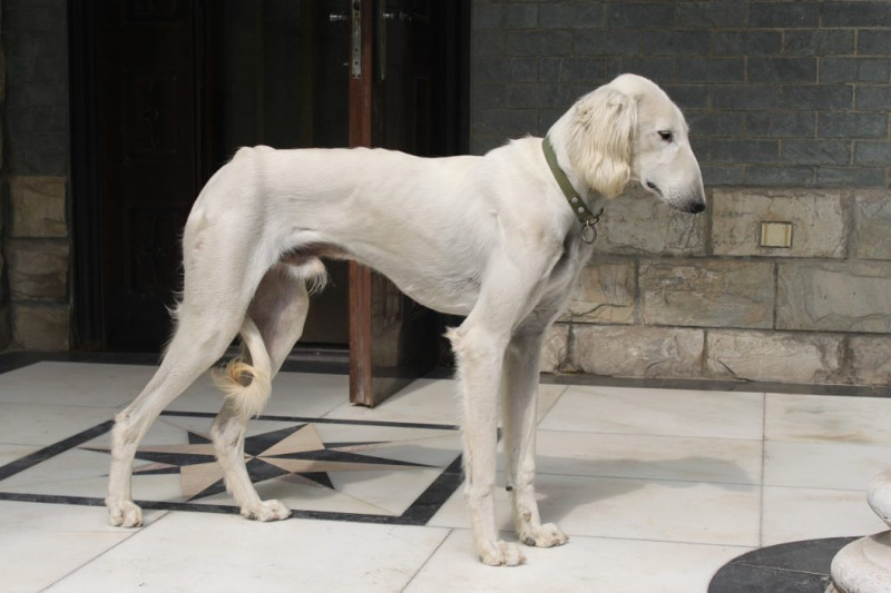 Basenji, shansi xigou y husky, tres de los perros más antiguos del mundo
