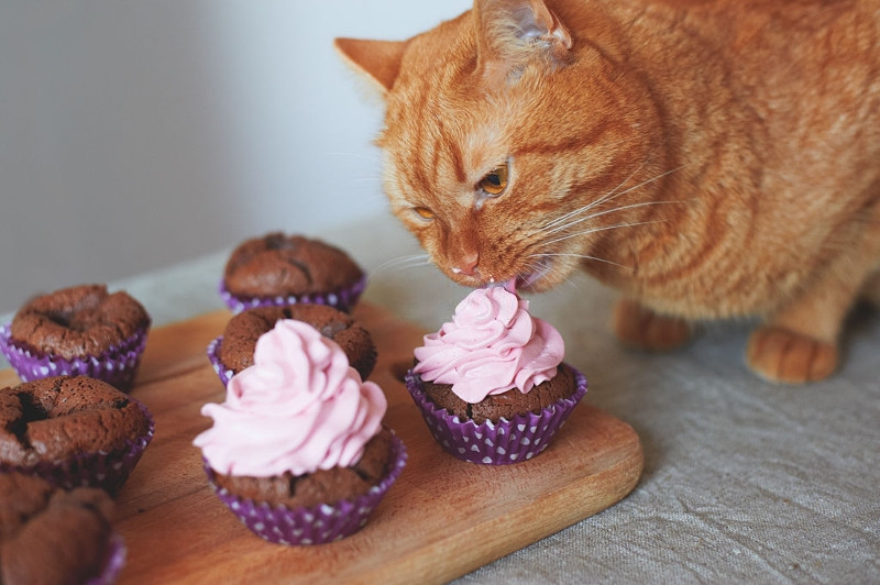 Cuidado con la dieta de tu gato, este animal no puede comer de todo