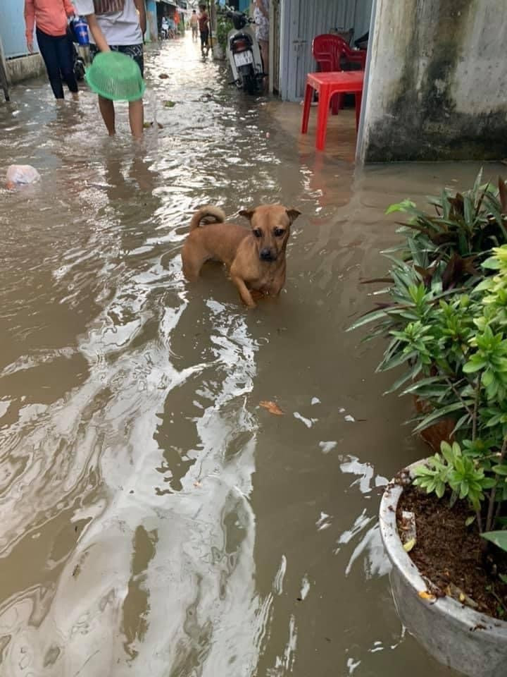Temporada de lluvias e inundaciones, un riesgo para nuestras mascotas por la diseminación de enfermedades