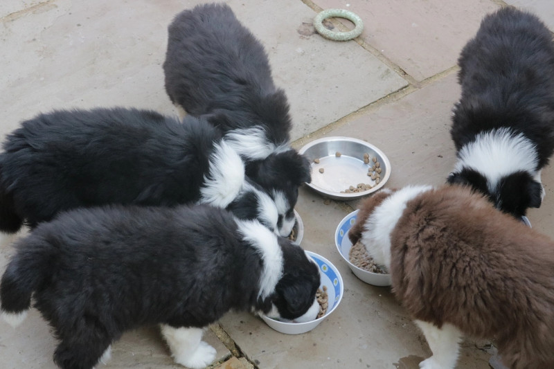 Escoge el comedero ideal para tu perro con estos consejos. Parte 1