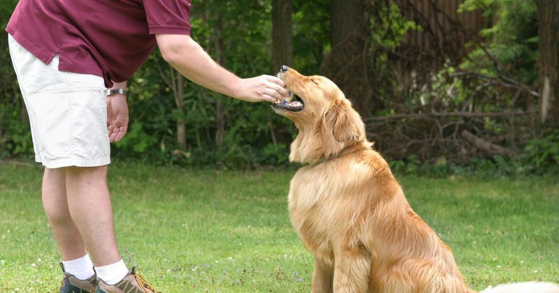 Paciencia, amor y cariño; palabras a tomar en cuenta al momento de adiestrar a nuestras mascotas