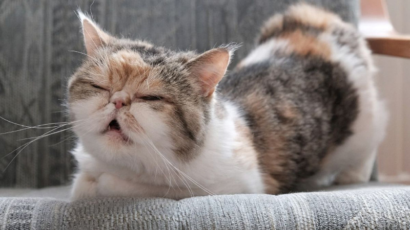 ¿Sabes cómo reconocer que tu gato ha entrado en celo? Te damos algunos indicadores