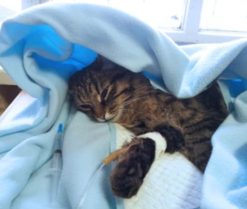 SIDA en gatos, existe y estos son los síntomas, el diagnóstico y el riesgo de contagio