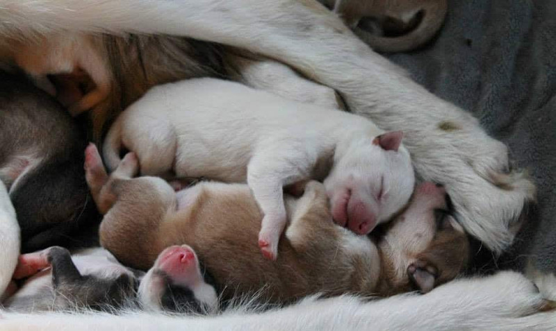 ¿Llegaron los perritos recién nacidos? Aquí te van algunos consejos para su cuidado