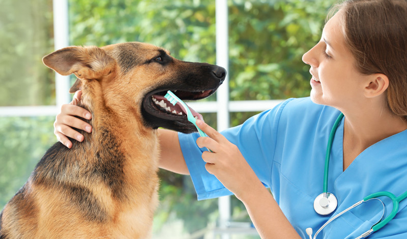 Lavado de dientes en tu perro; solo emplea enjuagues, pastas y cepillos especiales para él