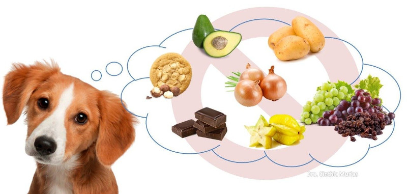 No alimentes a tu perro con aguacate, chocolate, cebolla, nueces ni huevos crudos