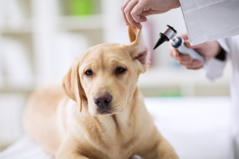 Hora de limpiar los oídos de tu perro, aquí van algunos consejos para hacerlo bien