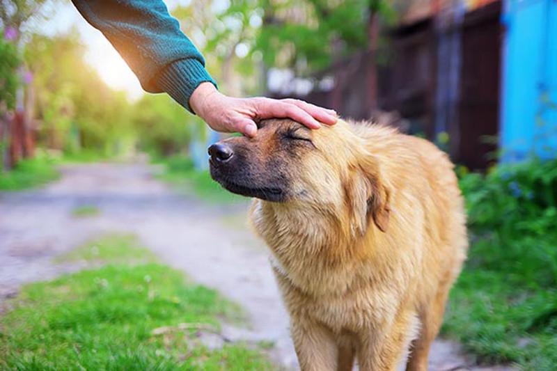 Algunos consejos básicos para acariciar a perros desconocidos