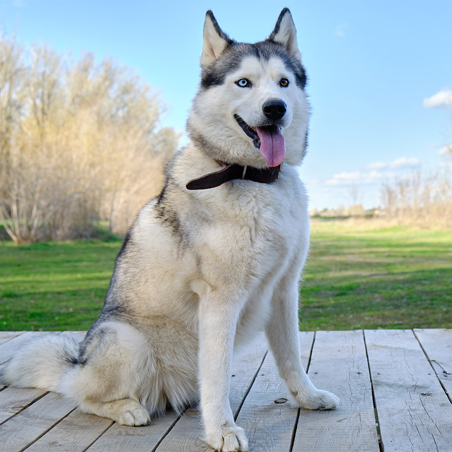 Husky siberiano, el can imponente de climas helados